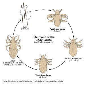 The Complete Lice Removal System